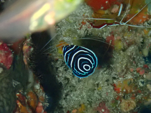 タテジマキンチャクダイの幼魚