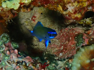 アマミスズメダイの幼魚