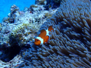 カクレクマノミ