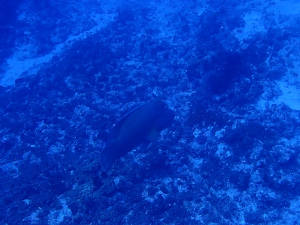 ナポレオン