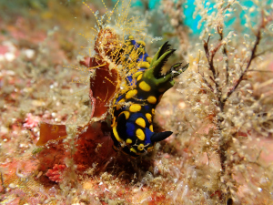サガミリュウグウウミウシ