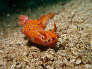 ニシキウミウシ