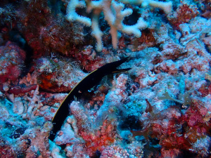 ハナヒゲウツボの幼魚