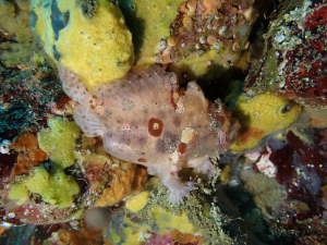 ベニカエルアンコウ
