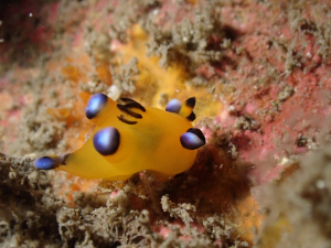 ウデフリツノザヤウミウシ