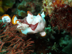 クマドリカエルアンコウ