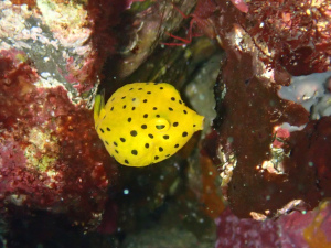 ミナミハコフグの幼魚