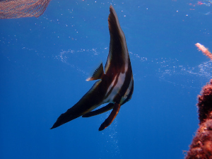 ツバメウオの幼魚