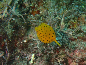 ミナミハコフグの幼魚