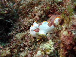 クマドリカエルアンコウ