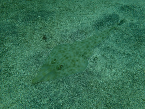 サカタザメ