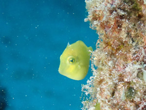 アオサハギの幼魚