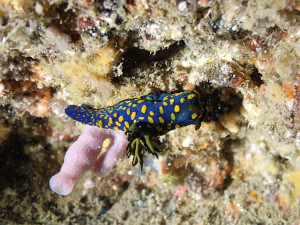 サガミリュウグウウミウシ