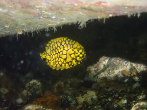 マツカサウオ