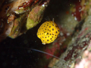 ミナミハコフグの幼魚
