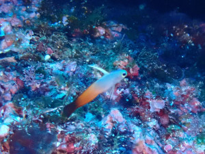 ハタタテハゼ