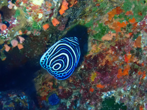 タテジマキンチャクダイの幼魚