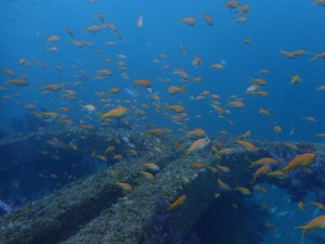 キンギョハナダイの群れ