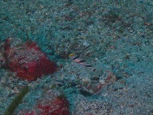 ヒレナガネジリンボウ