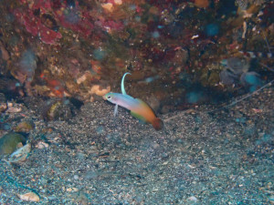 ハタタテハゼ
