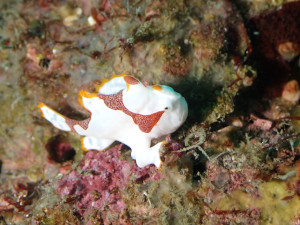 クマドリカエルアンコウ