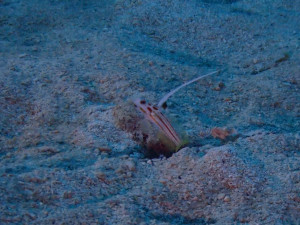 ヤシャハゼ
