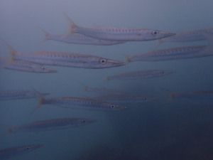 タイワンカマス