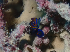 ニシキテグリ