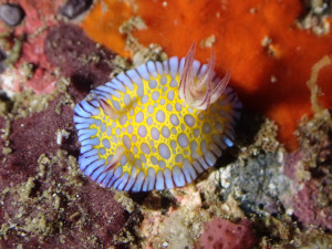 ボブサンウミウシ