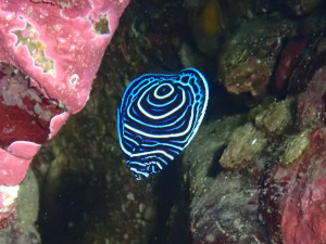 タテジマキンチャクダイの幼魚
